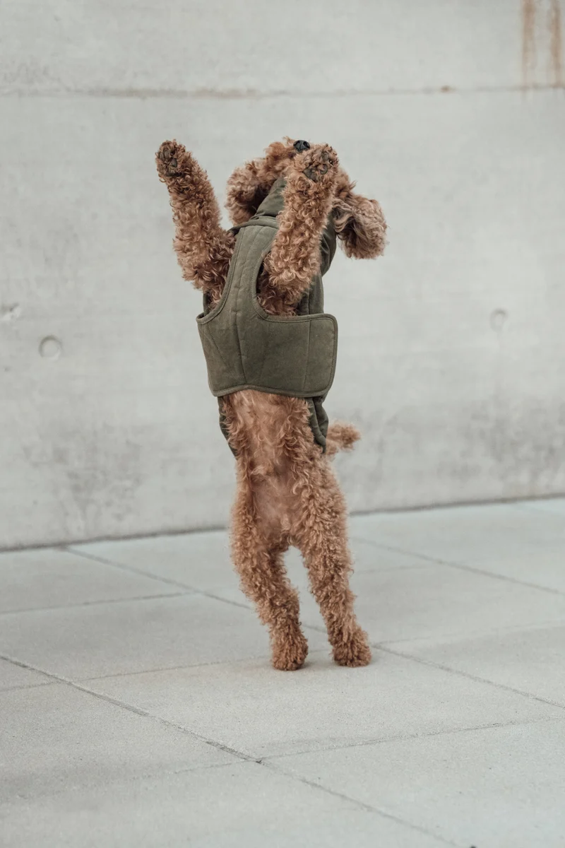 Hundemantel Winter Yukon Teddy Khaki