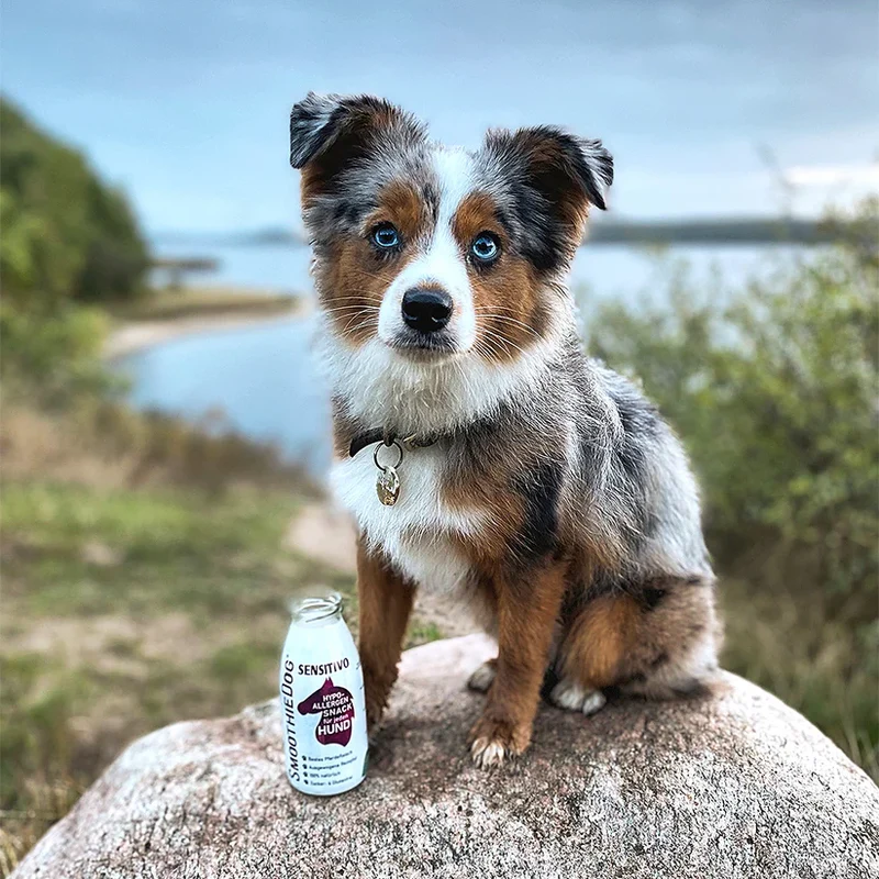 Hundesmoothie Sensitivo