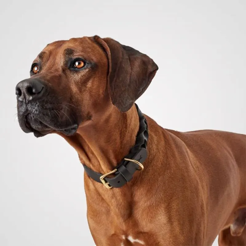 HUNTER - Sansibar Solid | Hundehalsband