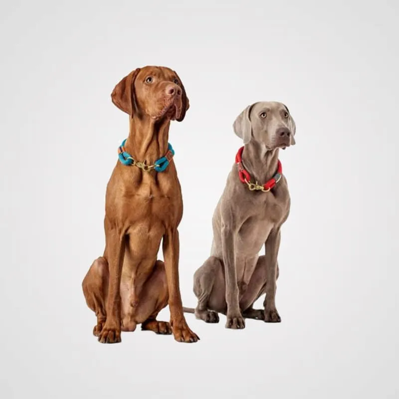 HUNTER - Oss | Hundehalsband