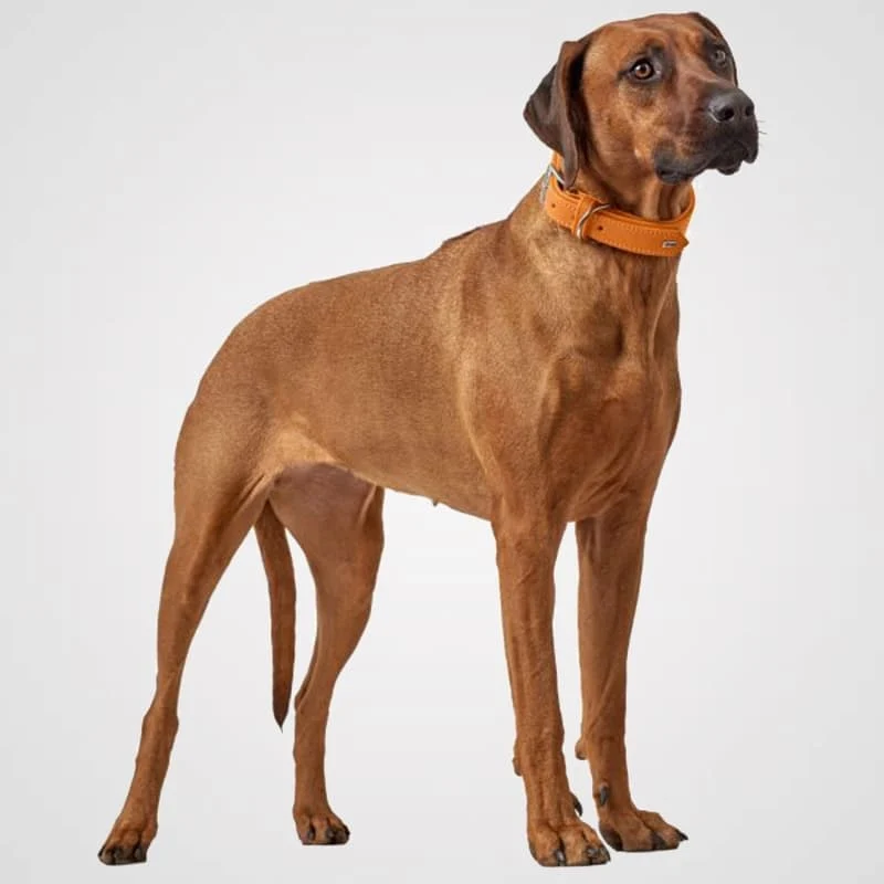 HUNTER - Wallgau | Hundehalsband