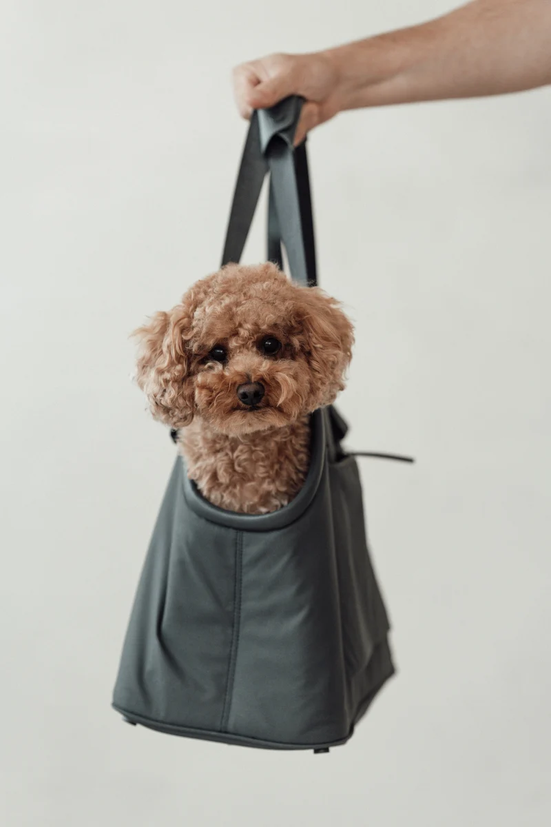 Sporta Hundetragetasche Asphalt