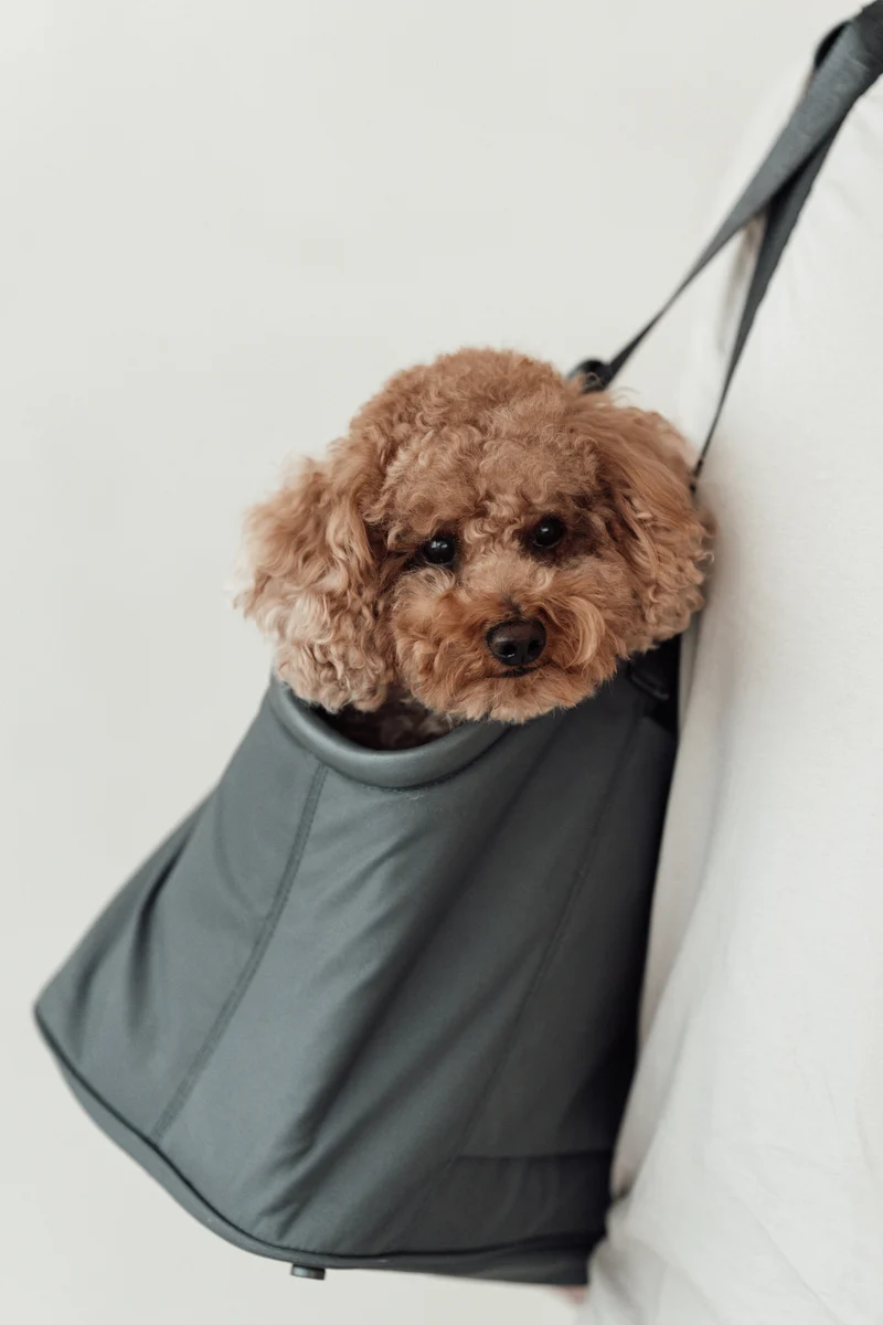 Sporta Hundetragetasche Asphalt