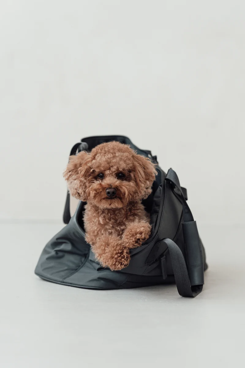 Sporta Hundetragetasche Asphalt