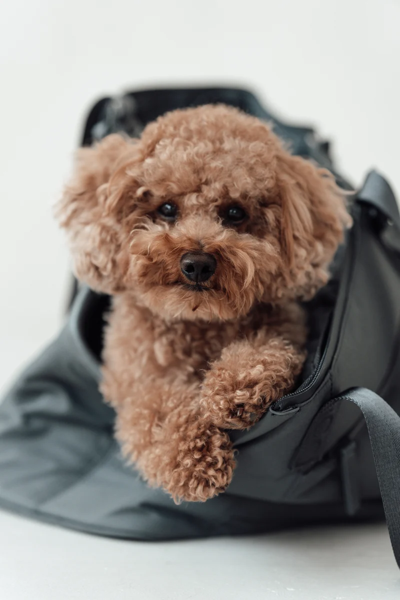 Sporta Hundetragetasche Asphalt