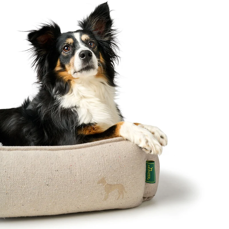 Recycling Hundesofa Belluno