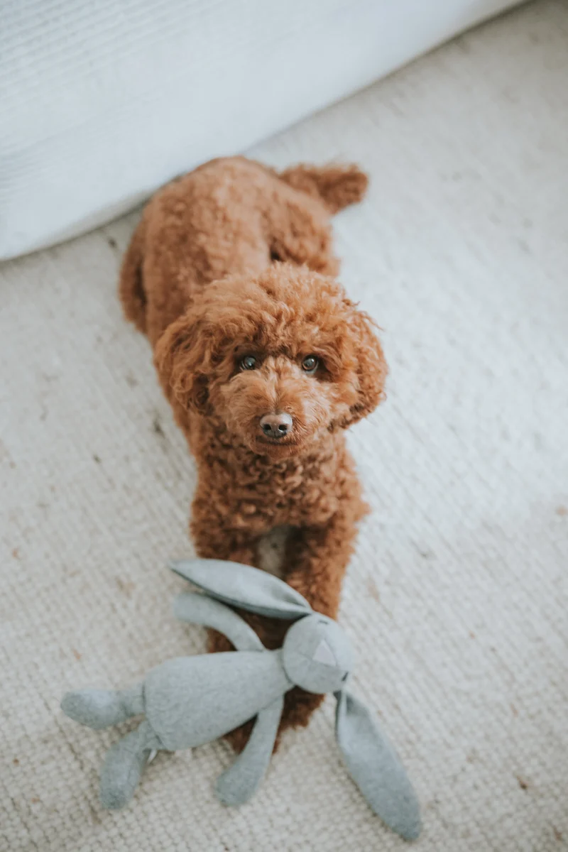 Plüsch Hundespielzeug Kaninchen Rupert