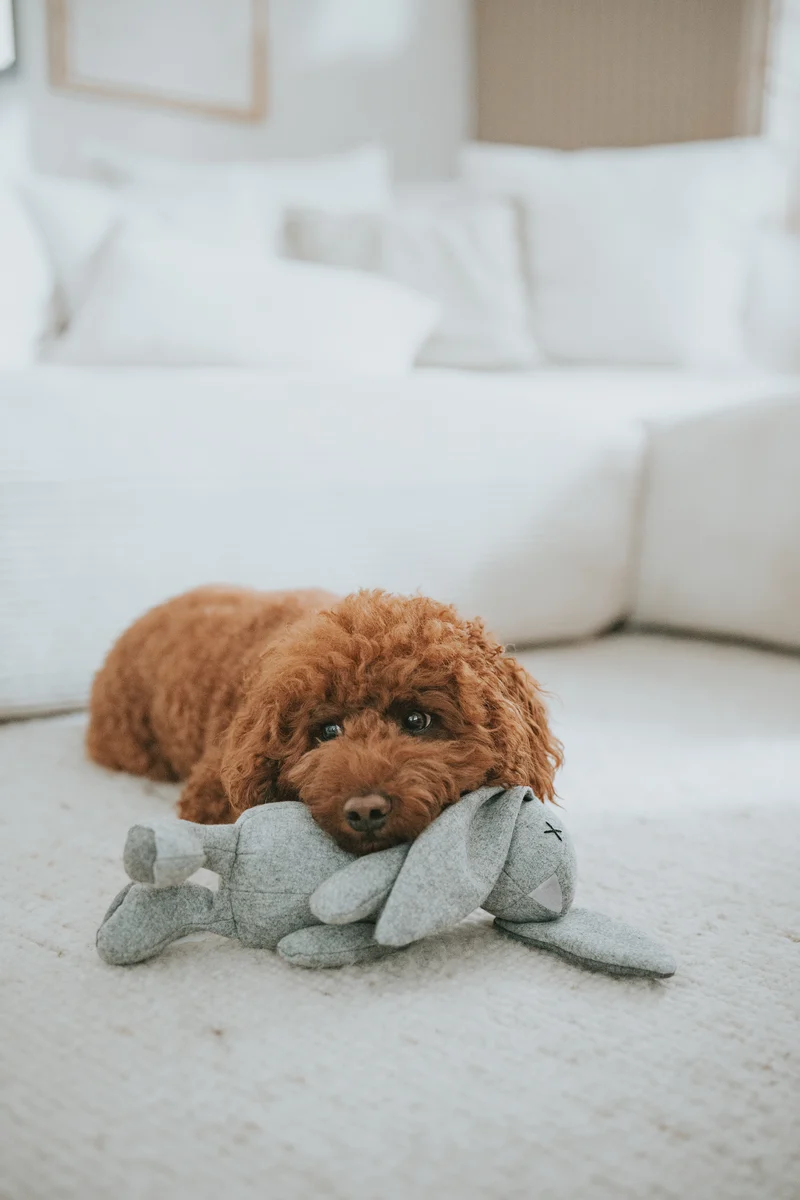 Plüsch Hundespielzeug Kaninchen Rupert