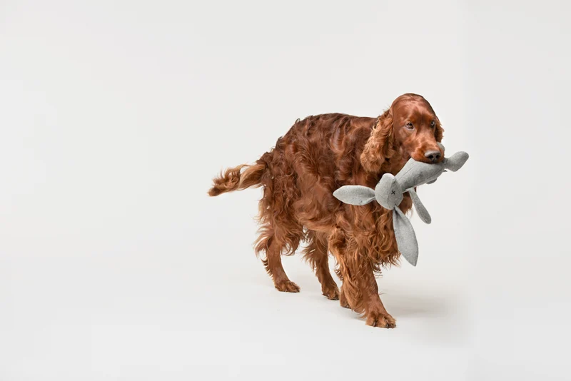 Plüsch Hundespielzeug Kaninchen Rupert