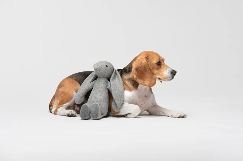Plüsch Hundespielzeug Kaninchen Rupert