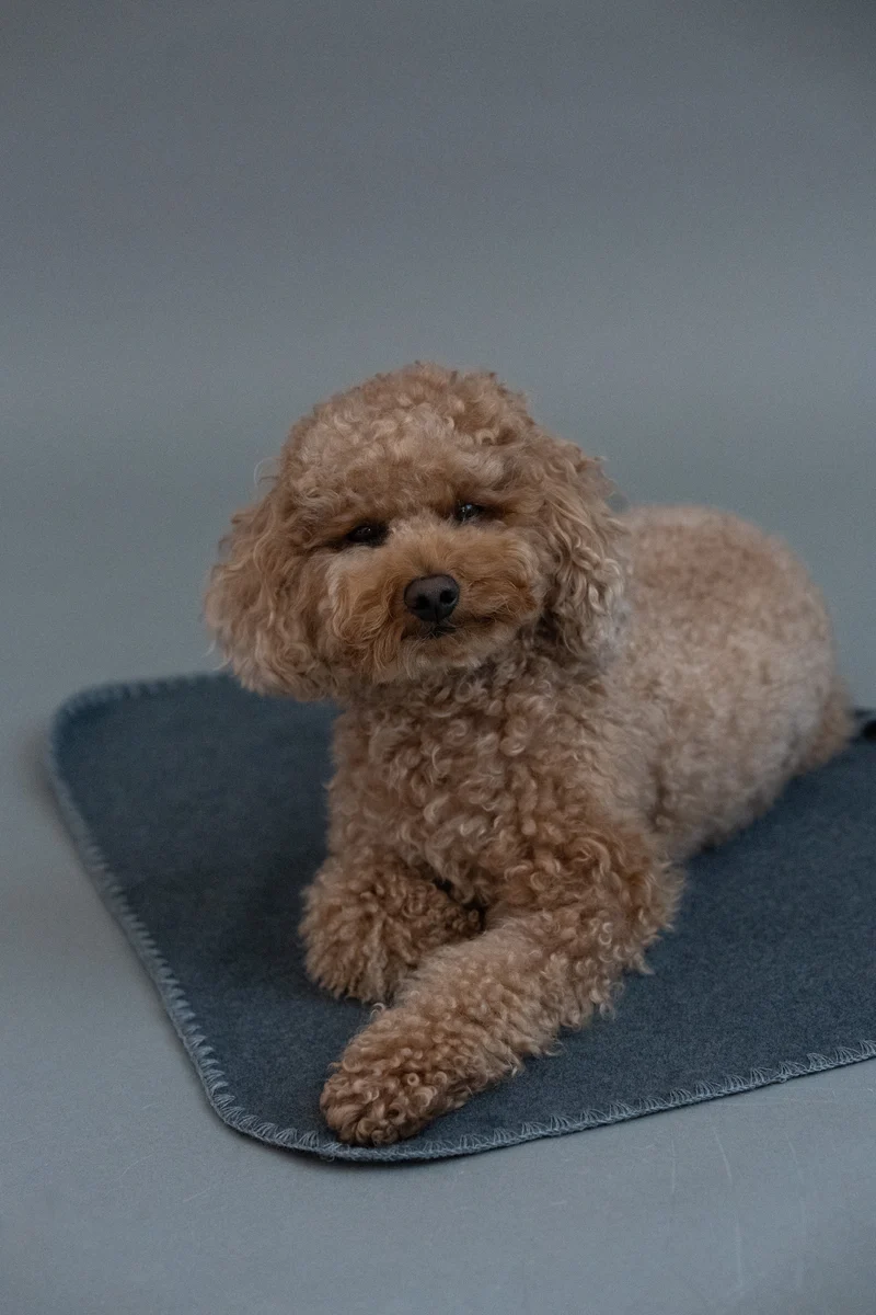 Hundedecke Soft Fleece Dark Grey