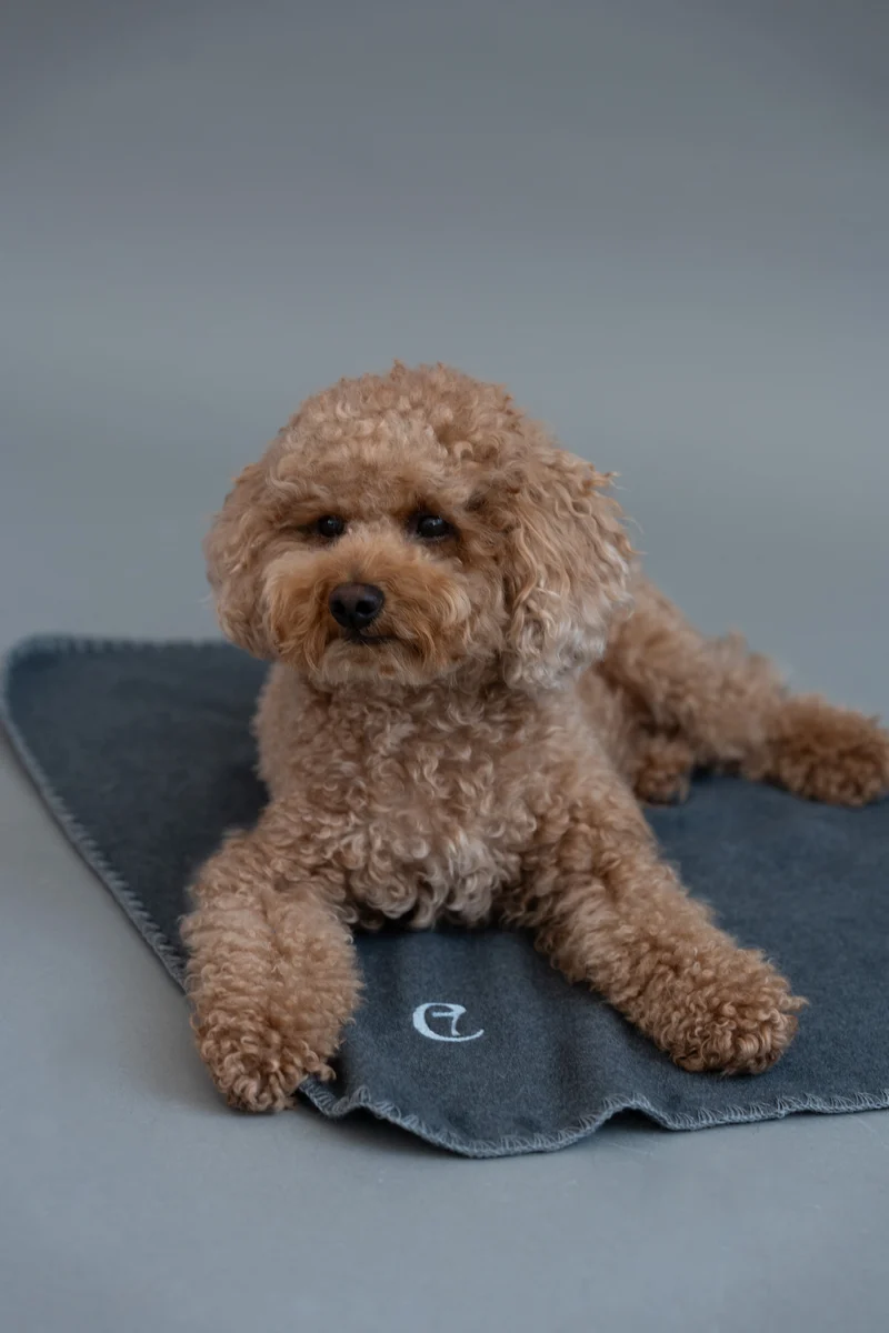 Hundedecke Soft Fleece Dark Grey