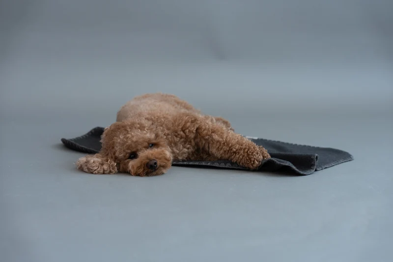 Hundedecke Soft Fleece Dark Grey