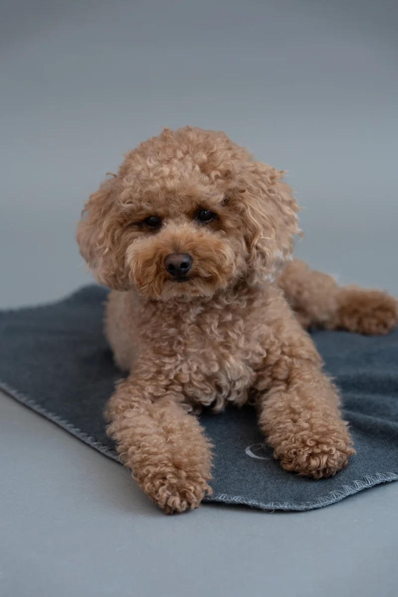 Hundedecke Soft Fleece Dark Grey