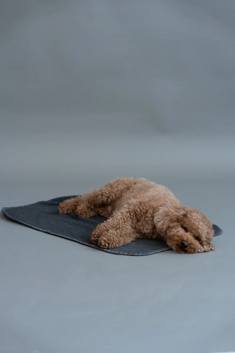 Hundedecke Soft Fleece Dark Grey
