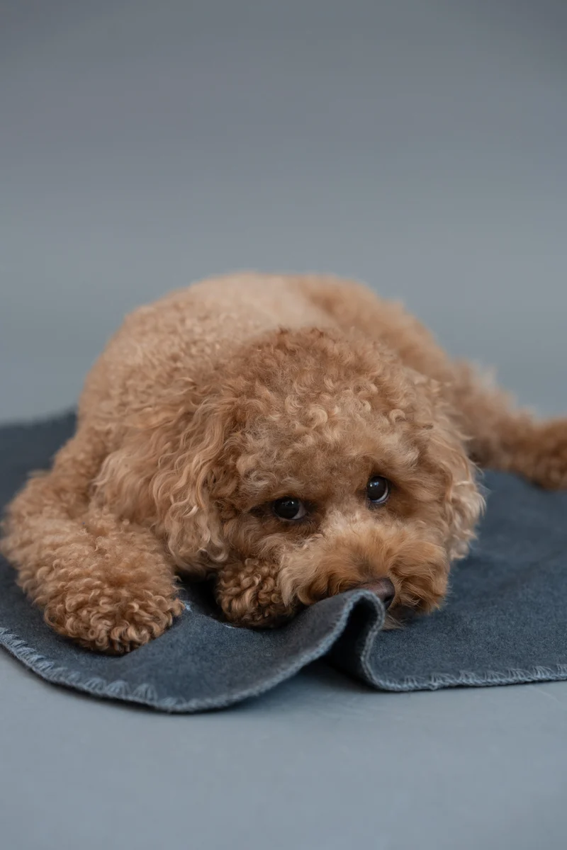 Hundedecke Soft Fleece Dark Grey