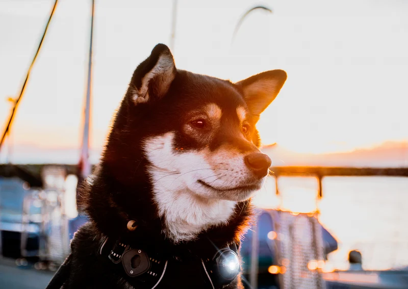 LED Sicherheitslicht Dog Dual Dark