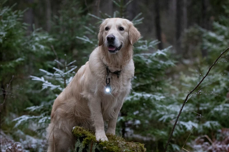 LED Sicherheitslicht Dog Dual Dark