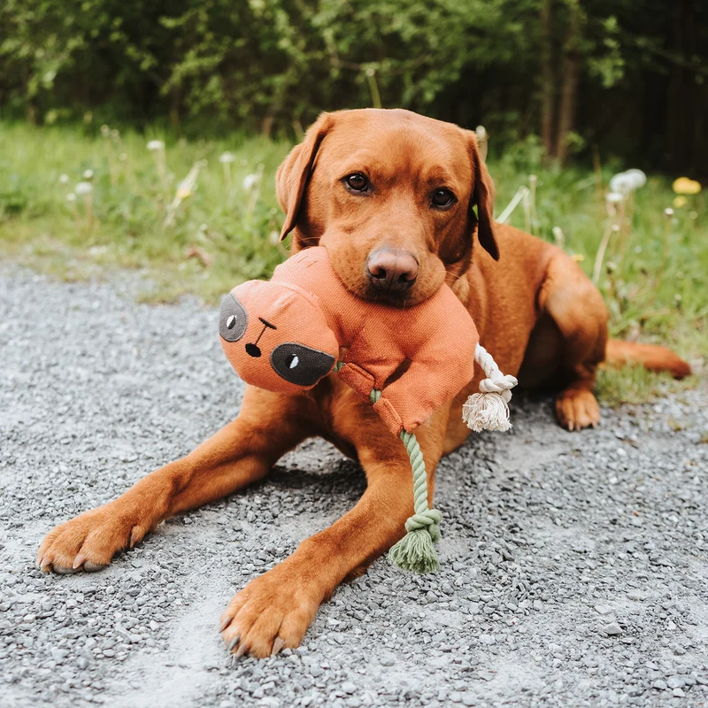 Hundespielzeug Rio