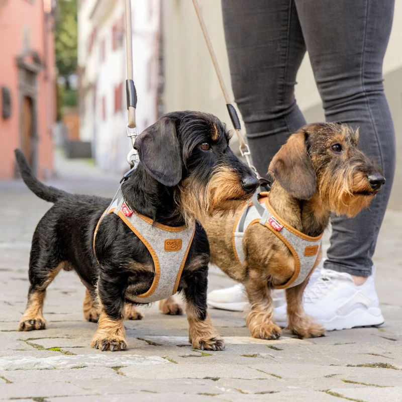 Hundegeschirr Alpine Clasp Vest Harness Grey