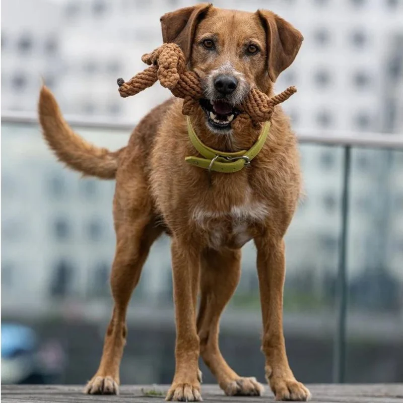 Hundespielzeug Diego Dackel