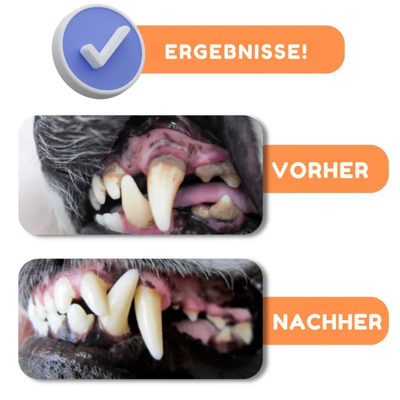Dental Kit