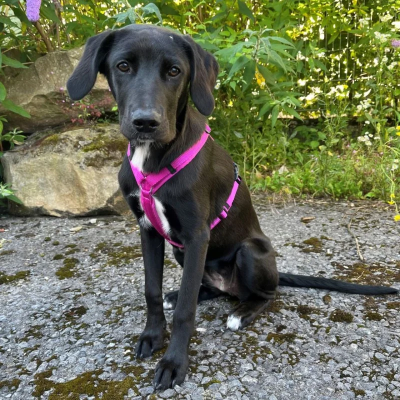 Hundegeschirr FUN Sonnenhut