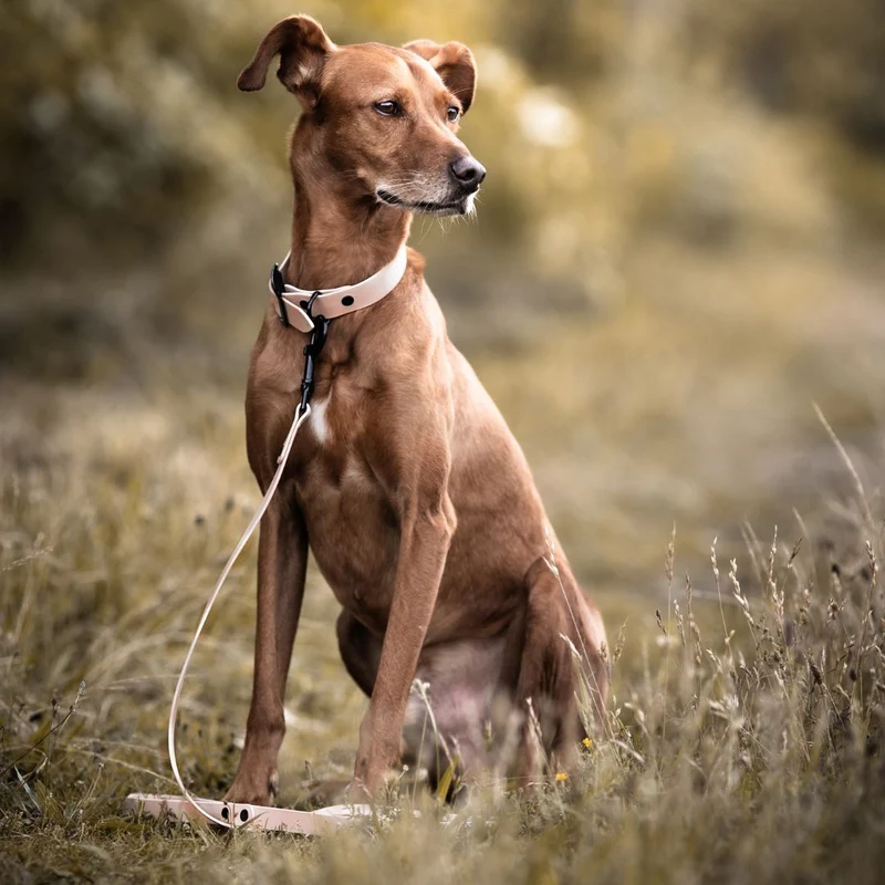 BioThane® Hundehalsband NEO Powder
