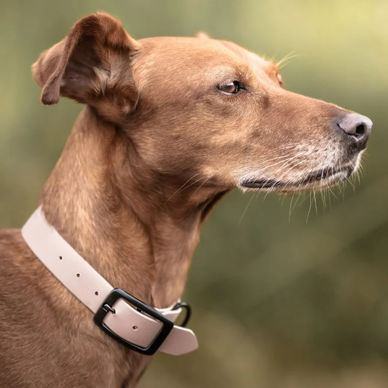 BioThane® Hundehalsband NEO Powder
