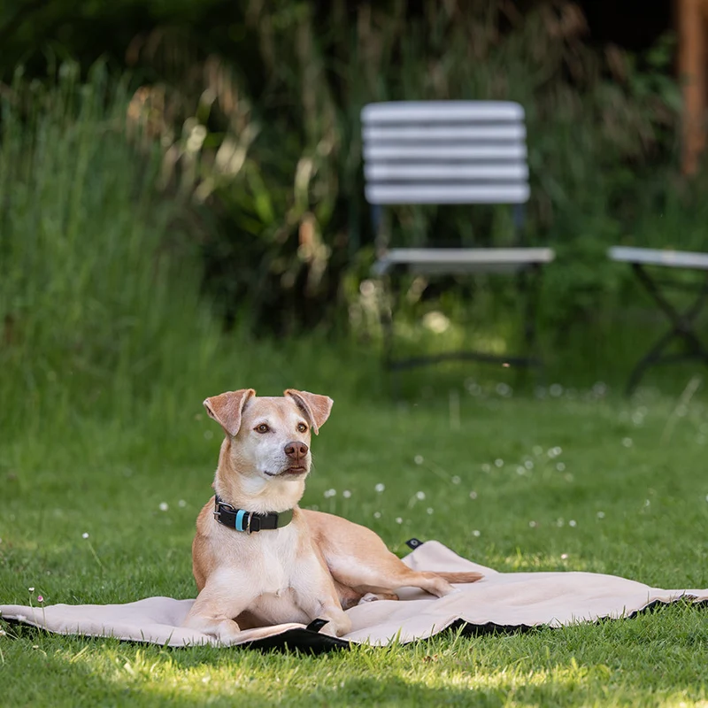 Hundedecke für unterwegs ROLL&GO Bordeaux