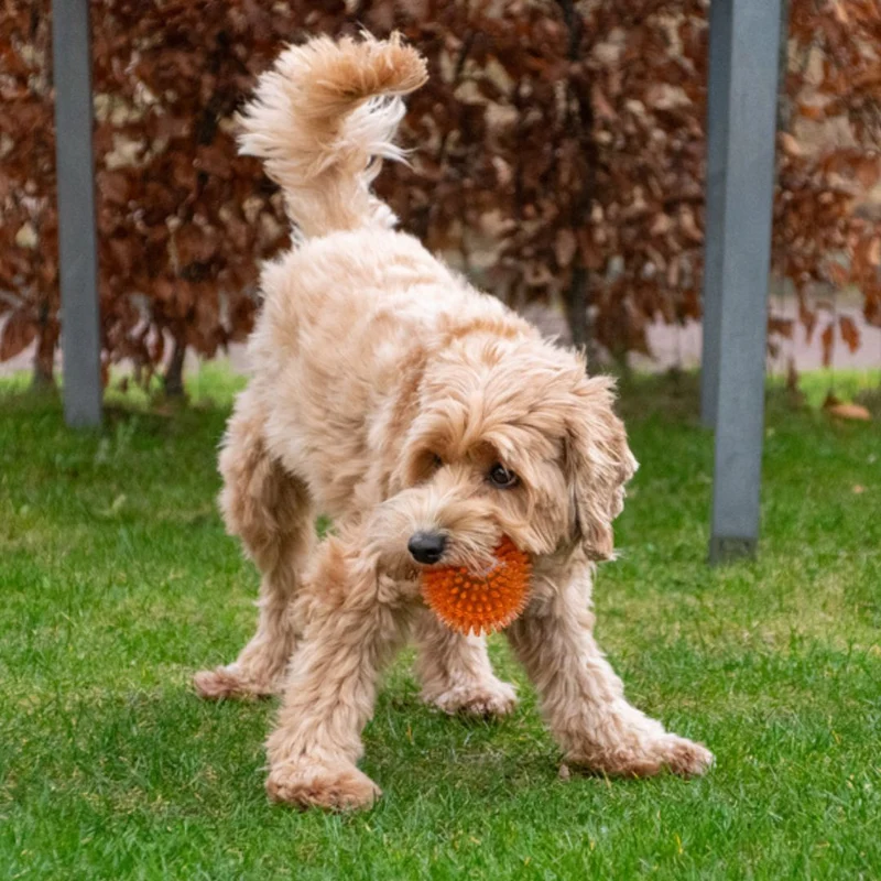 Hundespielzeug Exoplanet Igel-Ball