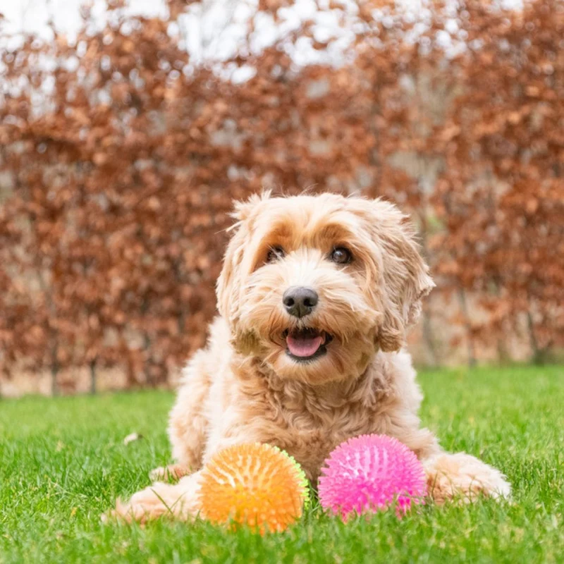 Hundespielzeug Exoplanet Igel-Ball