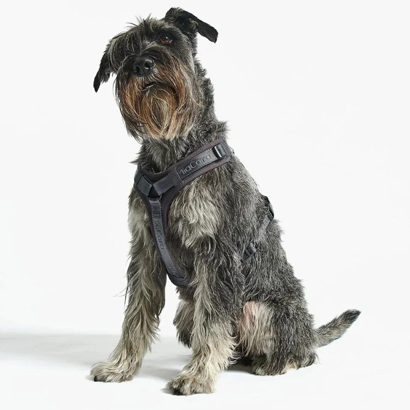 Modena Hundegeschirr Asphalt