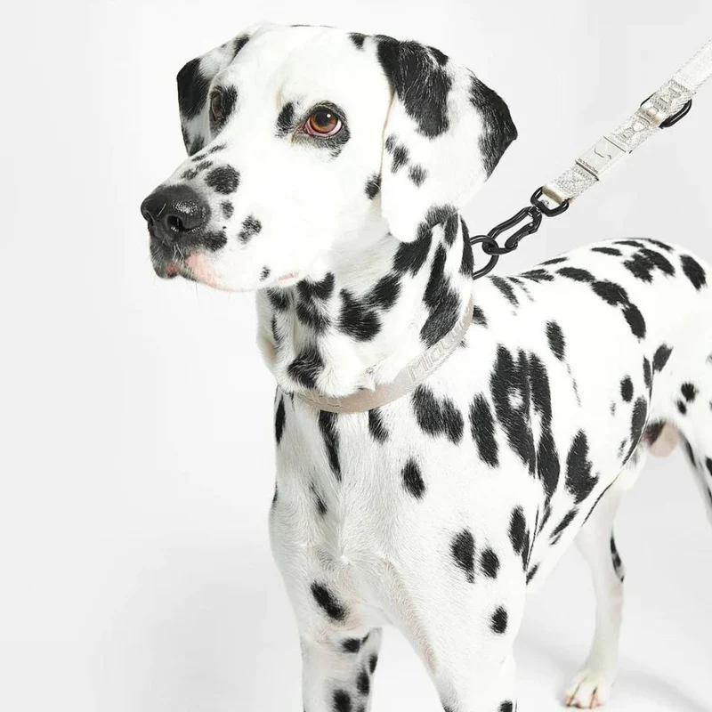 Modena Hundehalsband Greige