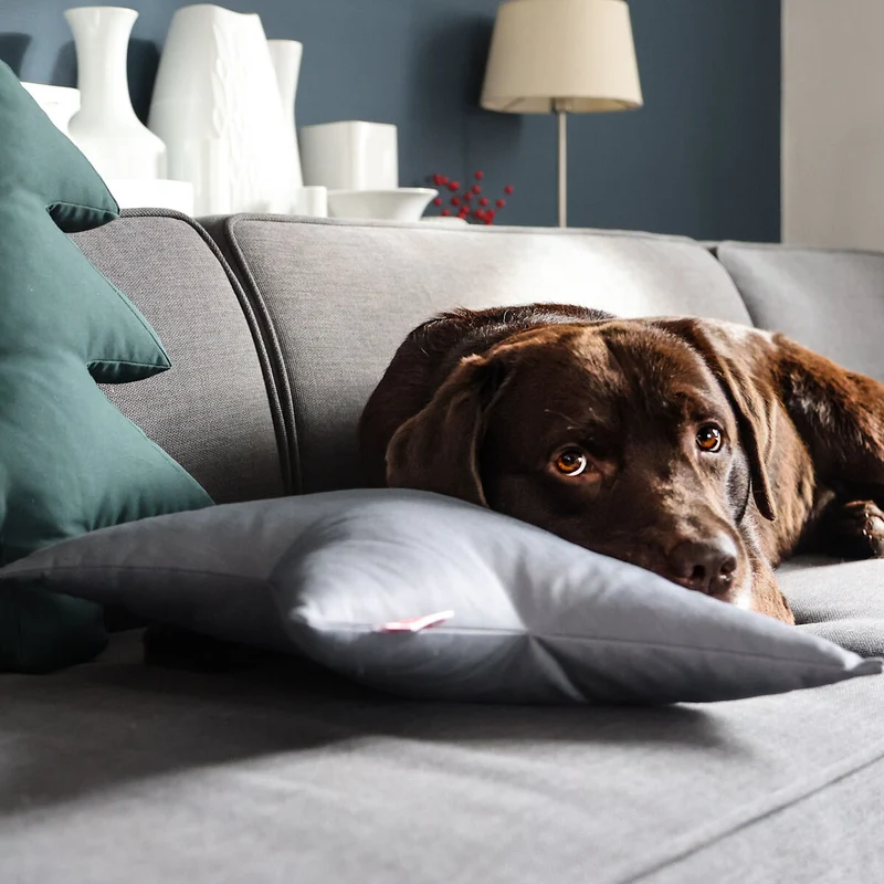 Hundespielzeug Stern