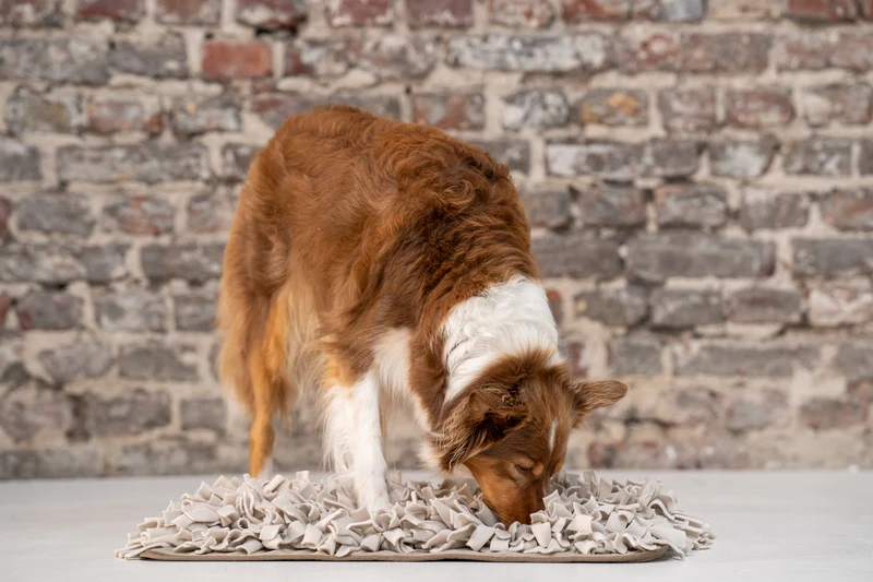 Schnüffelteppich für Hunde