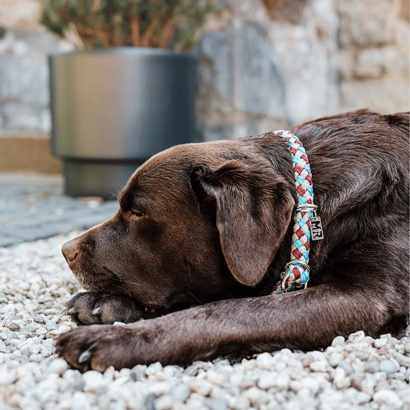 Hundehalsband Tauwerk Türkis-Bordeaux