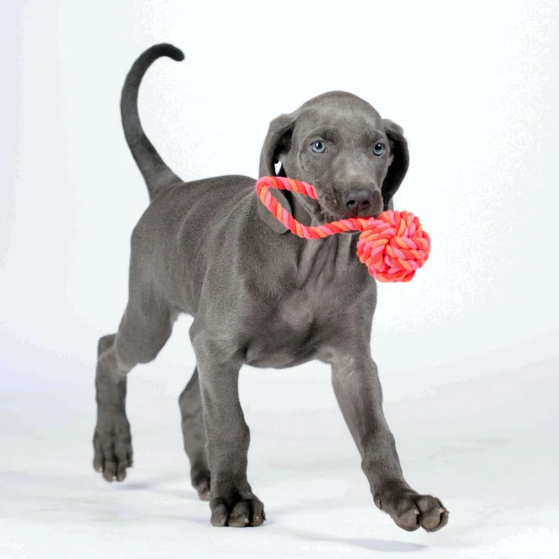 Hundespielzeug Schleuderball Pink/Orange