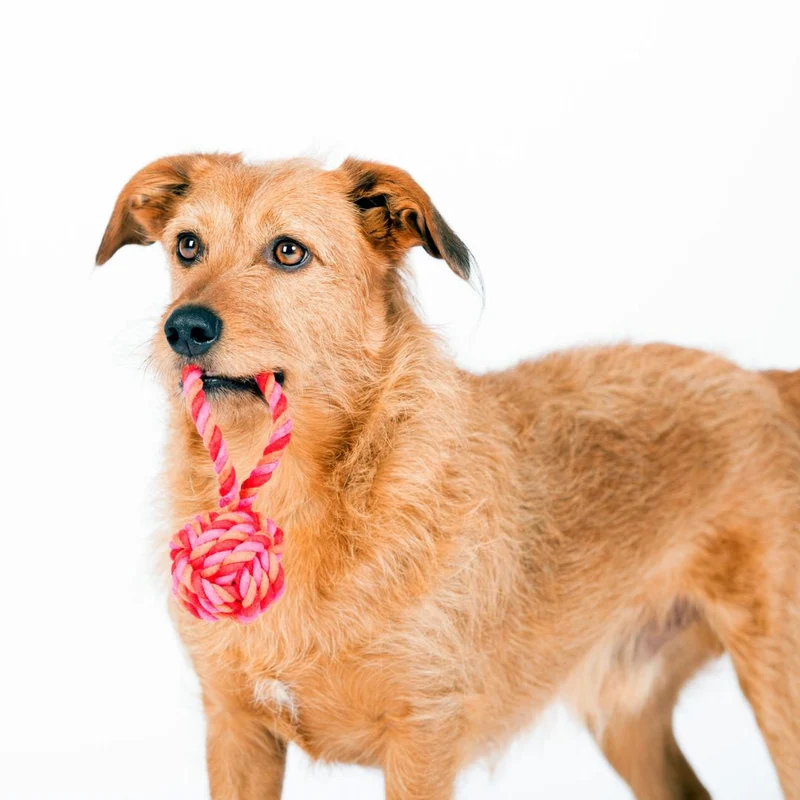 Hundespielzeug Schleuderball Pink/Orange