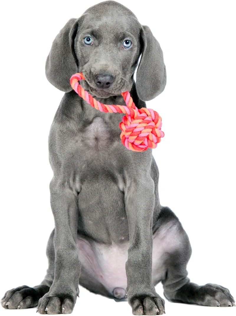 Hundespielzeug Schleuderball Pink/Orange