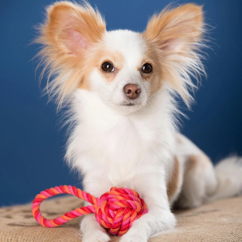 Hundespielzeug Schleuderball Pink/Orange