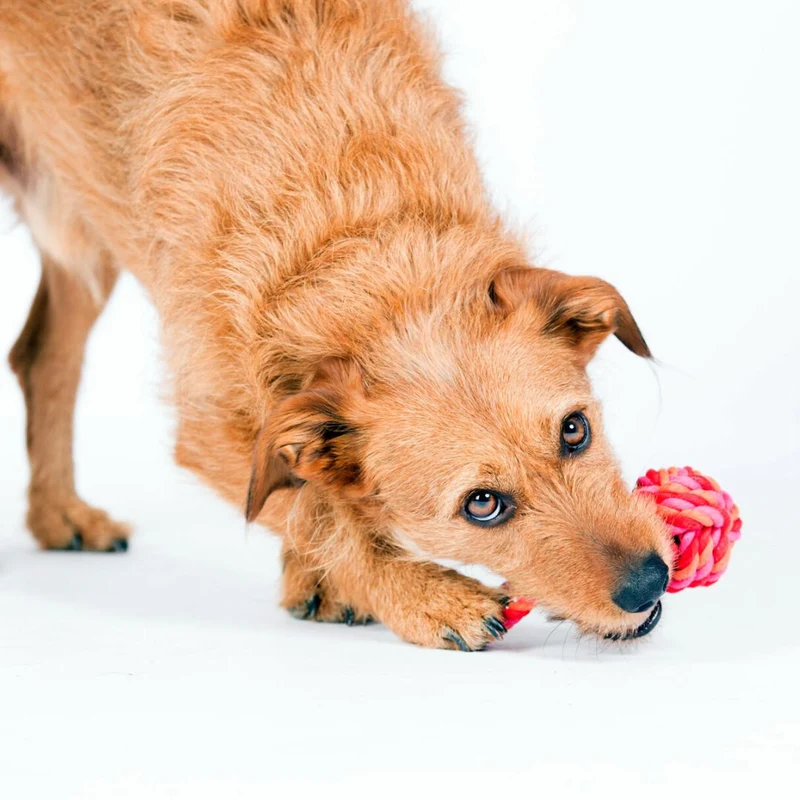 Hundespielzeug Schleuderball Pink/Orange
