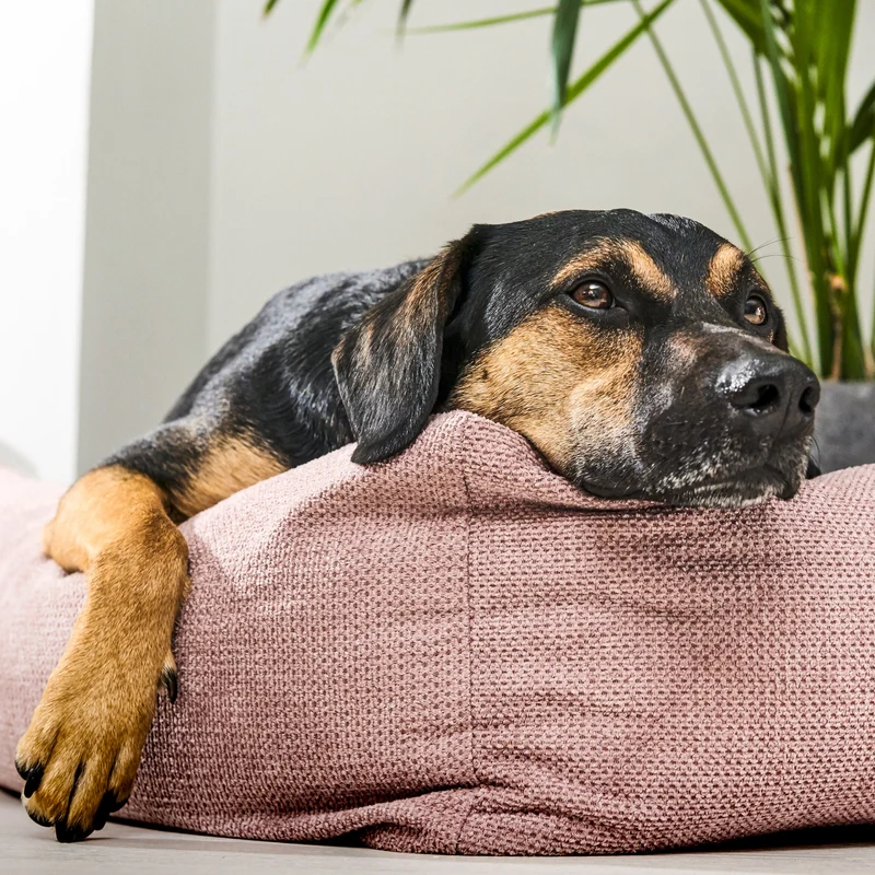 Hundebett Tudor Ortho oder Classic Rose