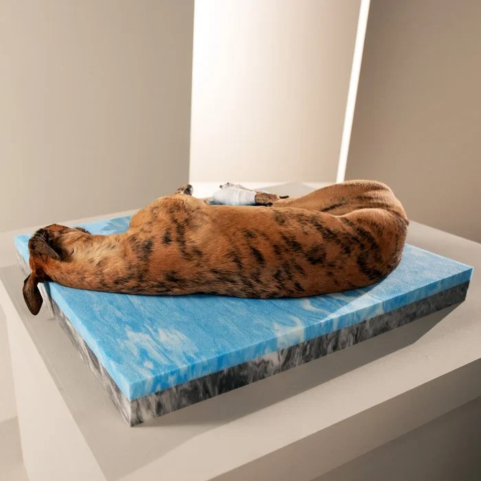 Ortho Mattress