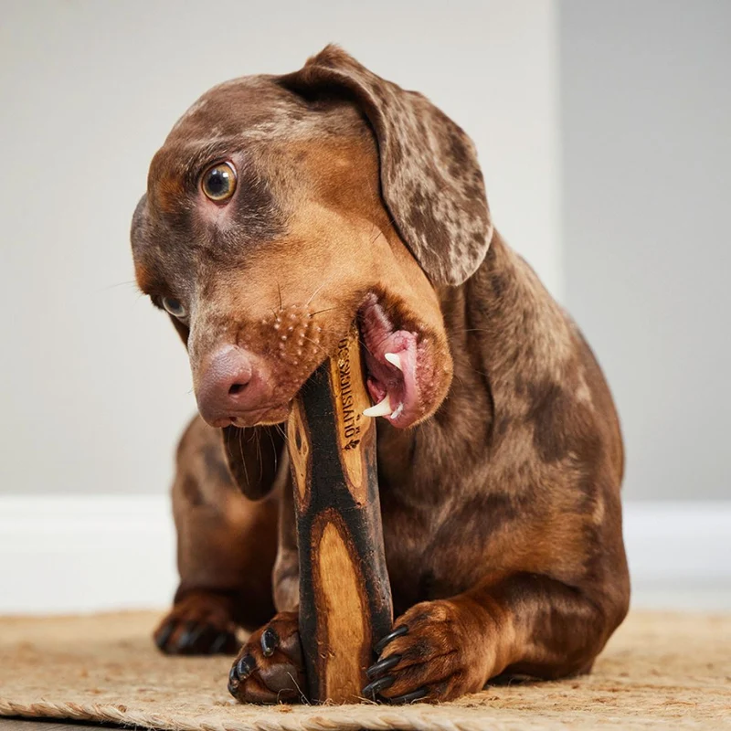 Olivi Sticks Hundespielzeug