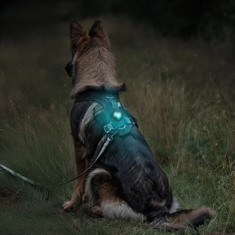 Orbiloc LED-Leuchte für Halsband oder Geschirr