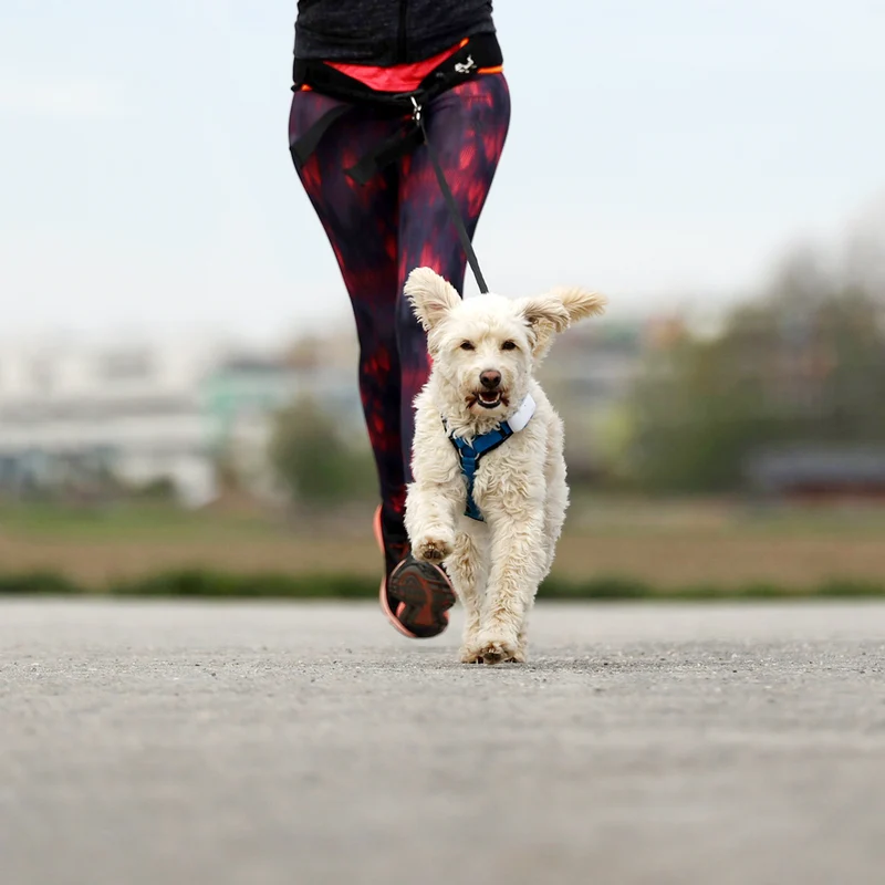Jogging-Set Gurt und Leine