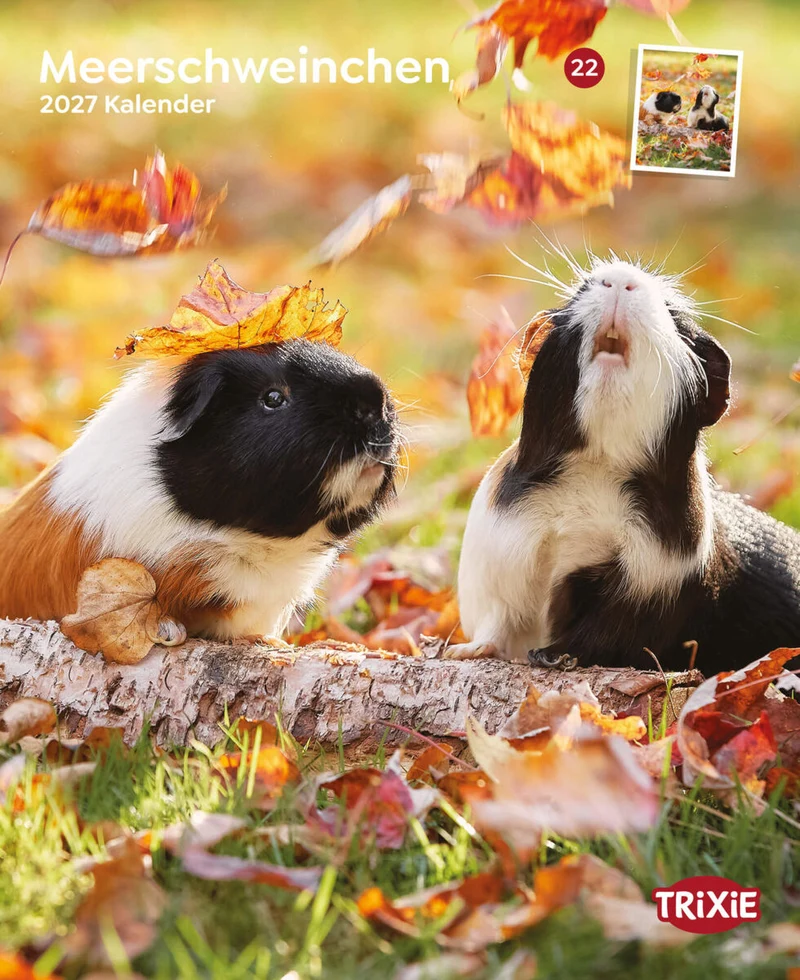 Kalender Meerschweinchen