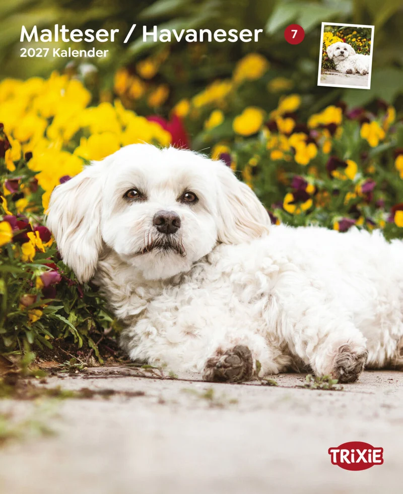 Kalender Malteser/Havaneser