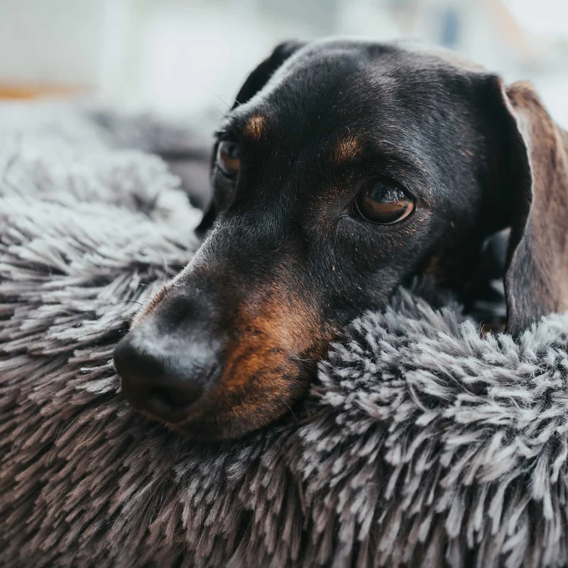 Hundebett Donut Loppa